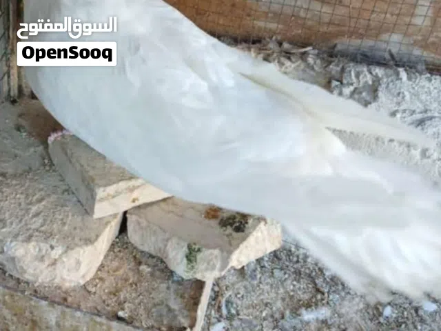 بسم الله ماشاء الله/حمام مالطي مع فراخ