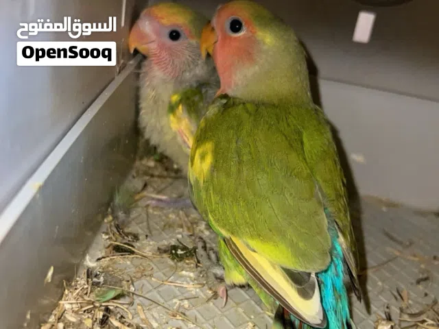 كوبيه بركديلو مع زوز صغار عمرهم 40يوم اقرا الوصف.