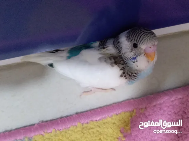 فرخ بادجي لون مميز و صحة جيدة من إنتاجي budgie chick , nice mutation and good health
