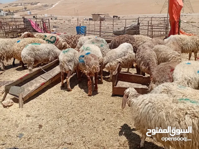 حلال بلدي لحم