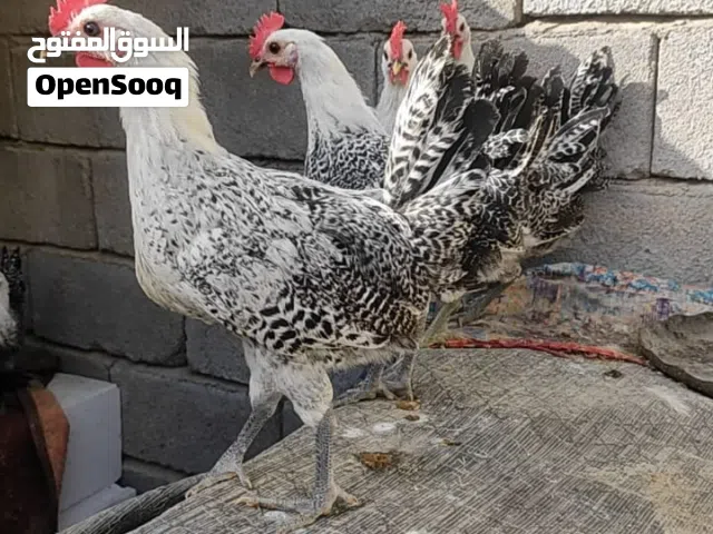 متوفر دجاج برانكز ودجاج اسباني للبيع