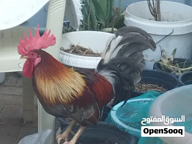 chicken for sale دجاج للبيع