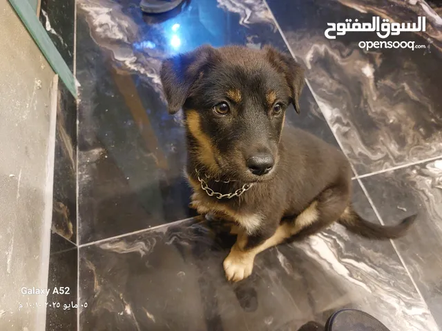 جرو روت وايلر العمر 3 شهور أنثى