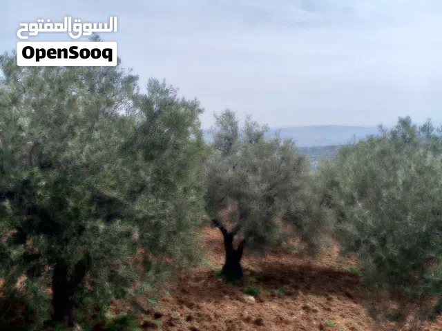 مزرعة زيتون مرتفعة ومشرفة غرب ثغره عصفور