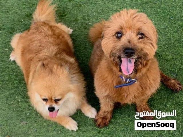 بومريان كلب