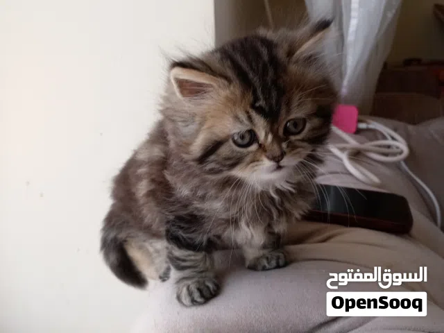 قطط شيرازي