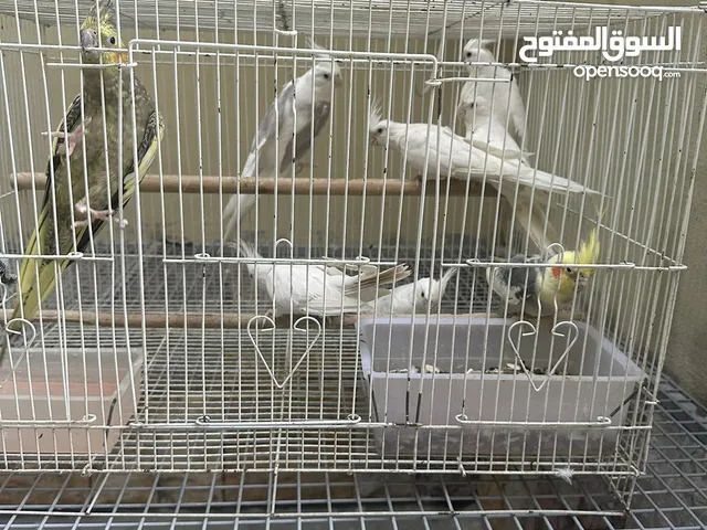 Birds for sale