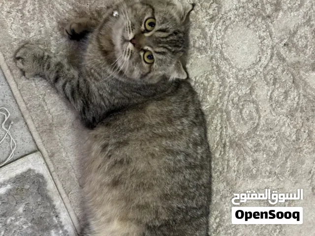 سكويش فولد انثي بيور سعره 1200