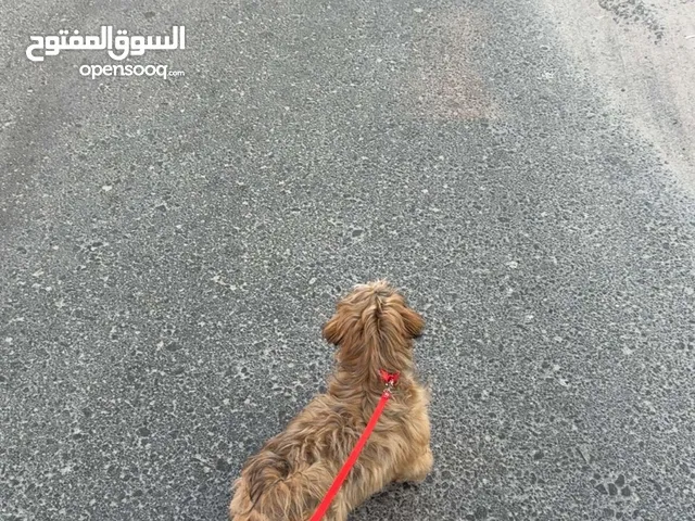 Puppy for sale price is negotiable