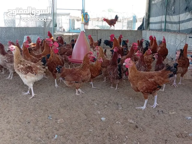 دجاج فرنسي بياض بيور للبيع 55 درهم العمر 6 الي 7 اشهر