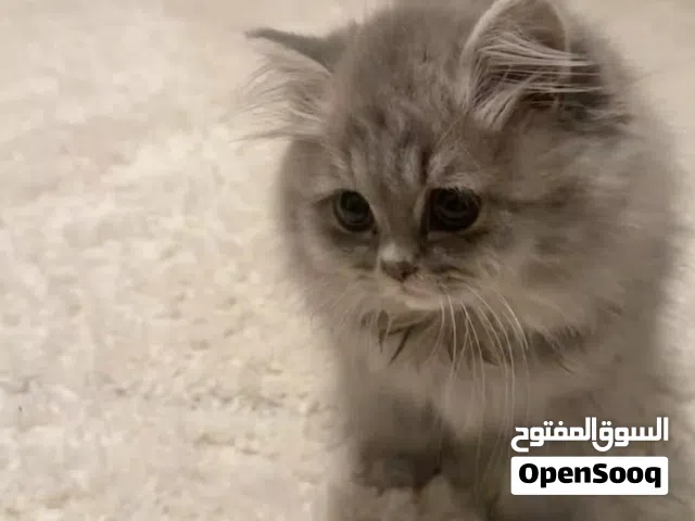 اريد قط للتبني و يكون مولود صغير بين شهرين ل 5اشهر