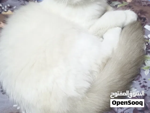 قطط للبيع.