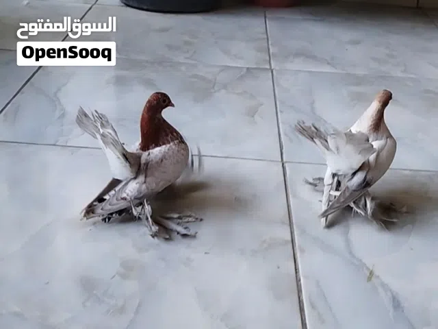 ربي يبارك ماشاء الله احضان روسي الموند كل طرف من عيش سعرهم 500