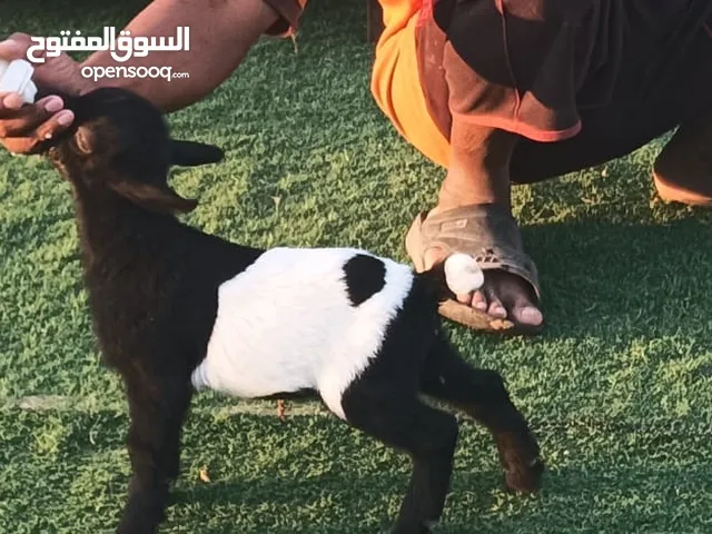 للبيع الماعز القزم القصير