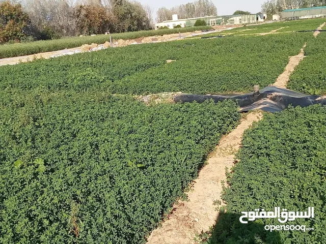 Commercial Land for Sale in Al Ain Al Faqa’a