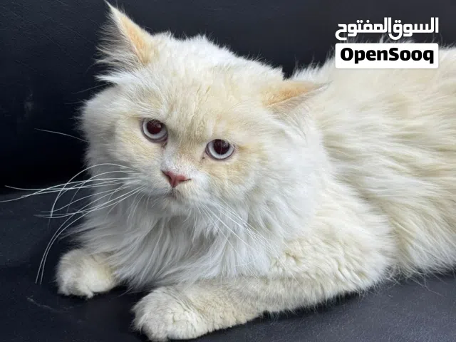 للتبني  Available for adoption
