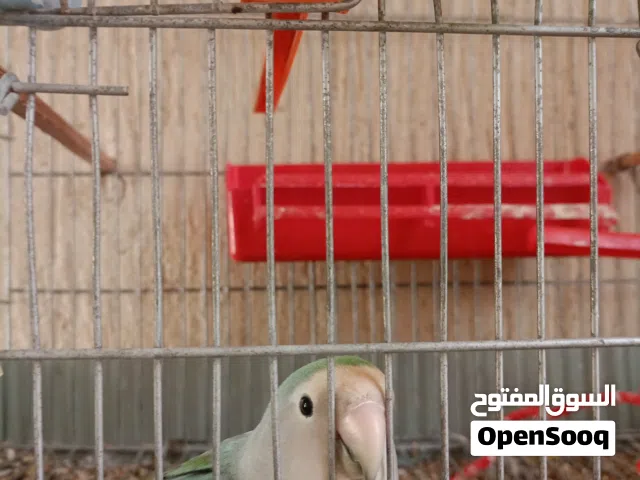طير انثى روز للبيع