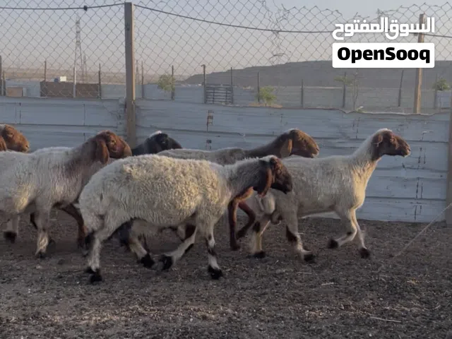 لللبيع غنم نعيم سن وديدالعدد16 راس