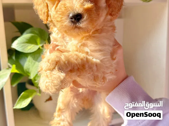 Miniature Poodle Puppies For Sale