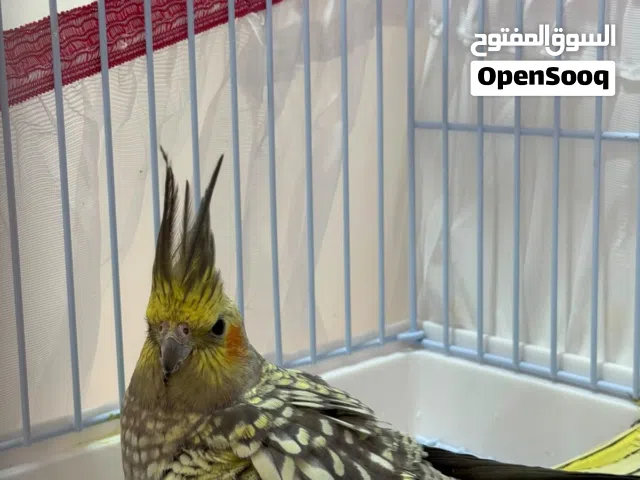 للبيع انثى كوكتيل ايزابيل ( كروان ) جاهزة