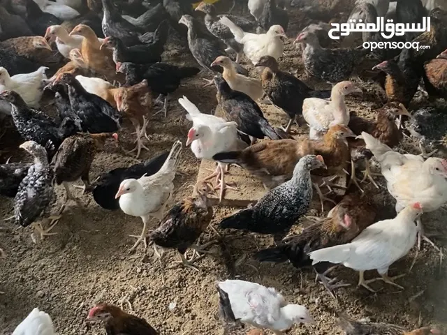 السلام عليكم متوفر دجاك العمر 3 اشهر جاهزات حال ذبح اموره طيبه الواحد على ريال
