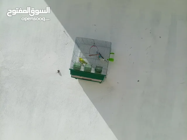 زوج طيور حب شغال ميه بالميه اقرأ الوصف