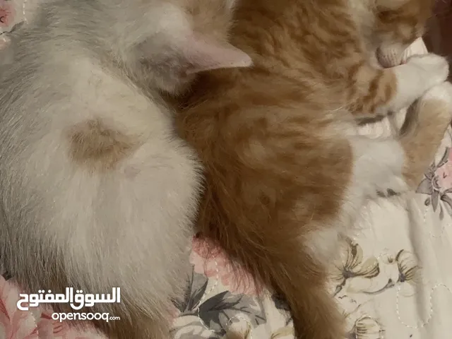 قطين للتبني - شرط التبني معاً اخوه نبحث عن شخص يحتويهم ويخاف الله فيهم