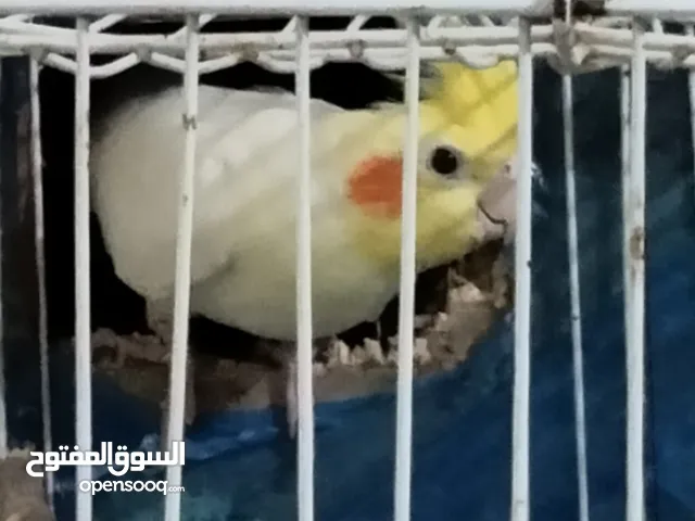 زوج كروان منتج وحاليا يجهز للعش للانتاج