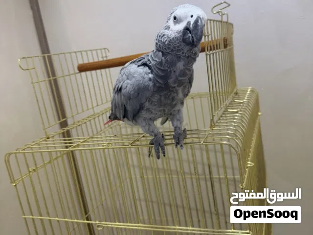للبيع كاسكو ربوه ما يعض ويتكلم