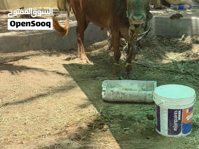ثيران عمانيت  كل واحد بسعره