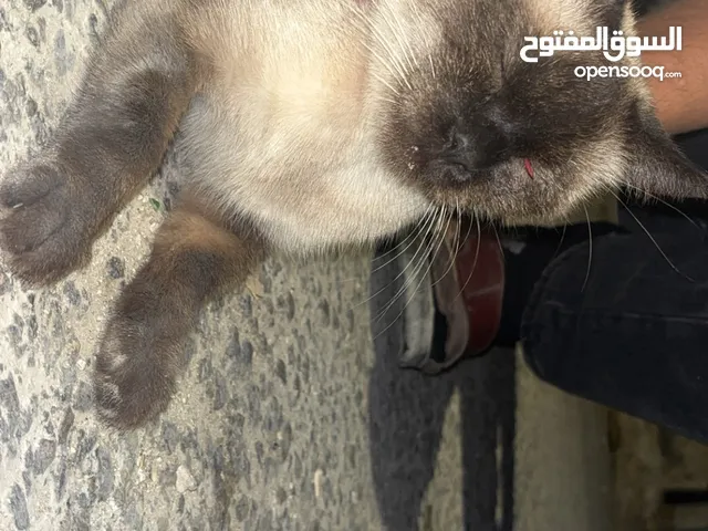 قطه سكوتش 40 دينار