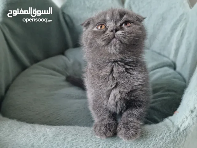 Scottish fold سكوتش فولد