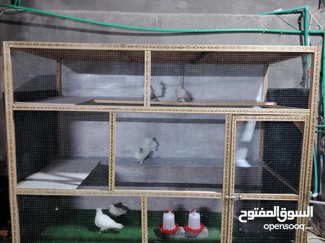 اقفاص طيور عدد 2 نضيفه جدا مستعمل قليل القفص الأول محميه مصغره القفص الثاني طيور حب