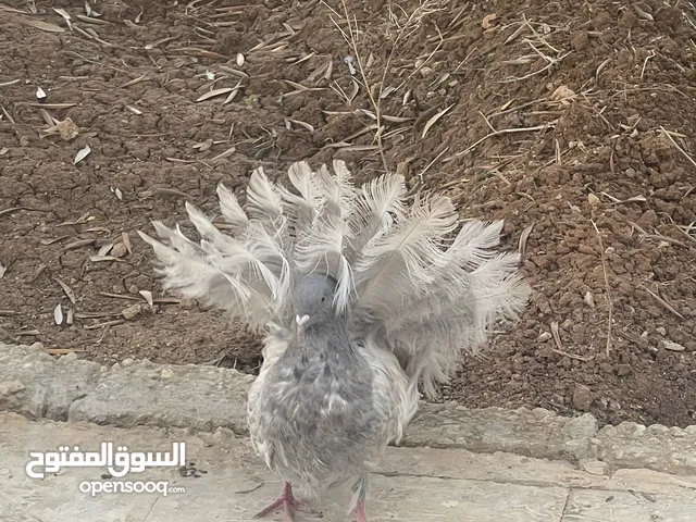 حمام هزاز سلك نخب اول
