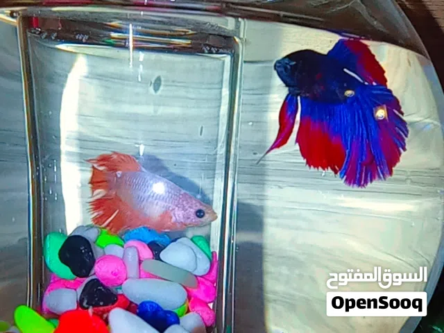 سمك فايتر تبارك الرحمان