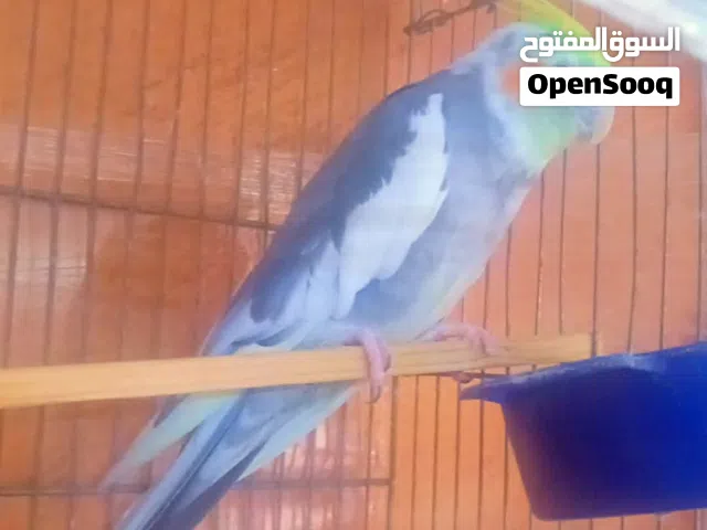 موجود حبه كوكتيل نخب انضيفه اليفه جدآ وبتندمج مع ولاد الصغار