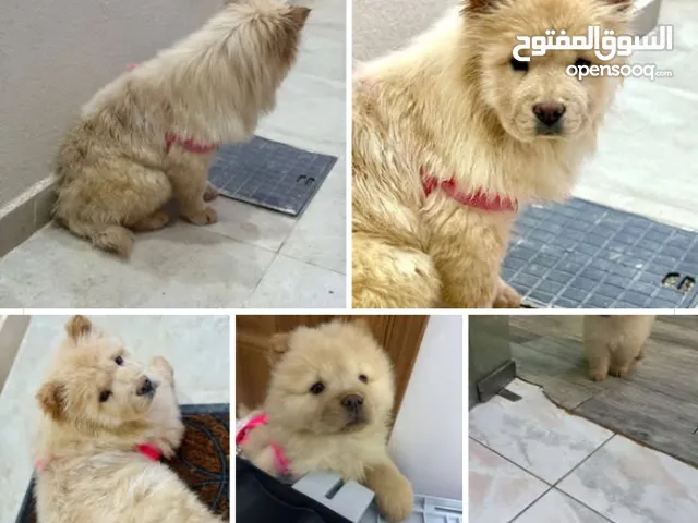 كلبه تشاو تشاو للبيعع