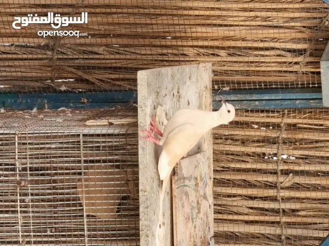 للبدل مجموعة عفاد و زوج قميري