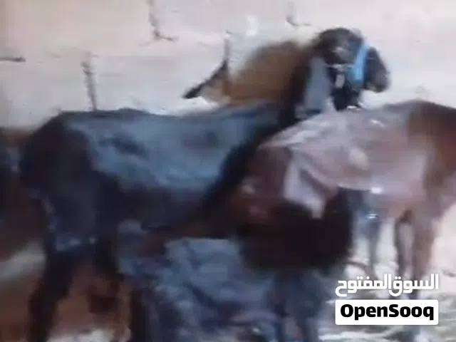 زوزمعزاة امتاوماة للبيع تحتهن تلاتة عنايق واجدي والعمر في الشهرين اسنونهن وحداجامعاوالتانياسدسا
