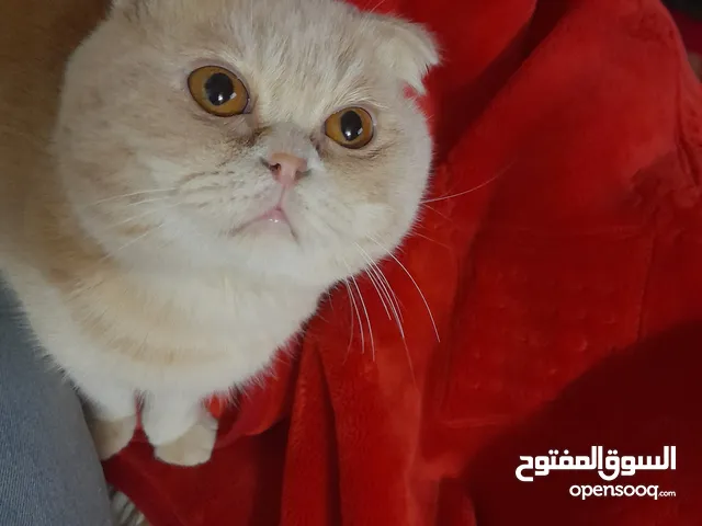 يوجد قط عدد 2 واحد هملايا والتاني سيامي ذكر العمر 11 شهر