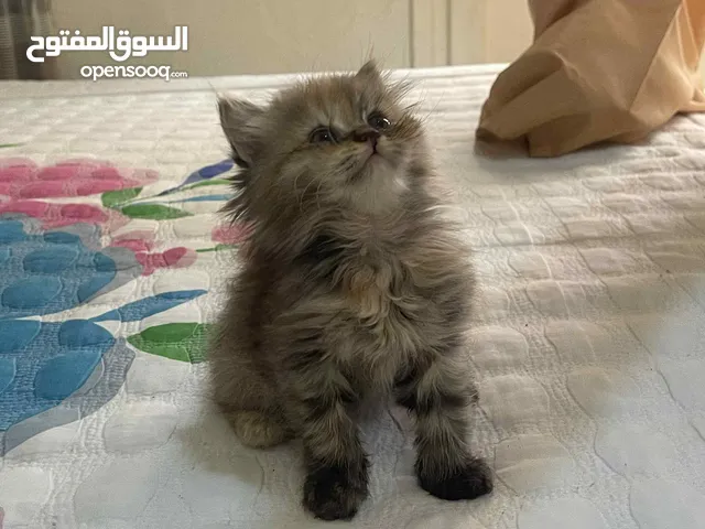 قطط شيرازي وسيامي ناشطين