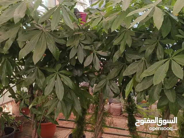 جميع الانواع الاشجار المثمرة والزينه الداخليه والخارجيه تنسيق الحدائق