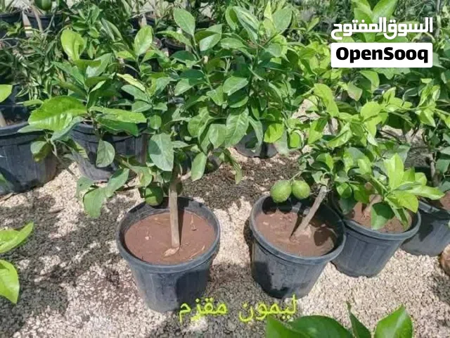 جميع انواع الاشجار المثمرة و اشجار زينه الداخلية و الخارجية و يتوفر توصيل
