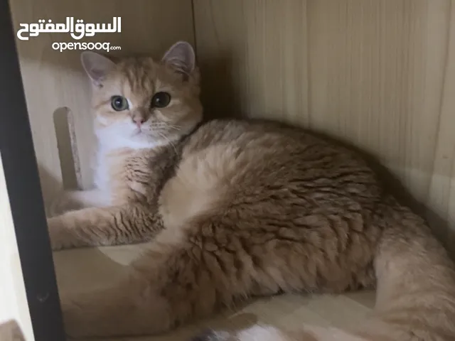 انثى برتش قولد ny12