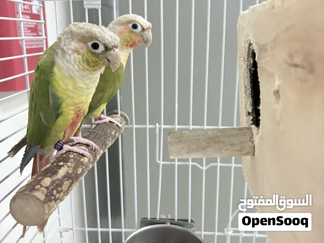 بغبغاء كنيور نيوبالي زوج و منتج
