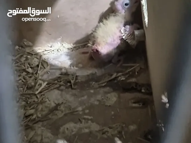 للبيع يوز كروان انجليزي