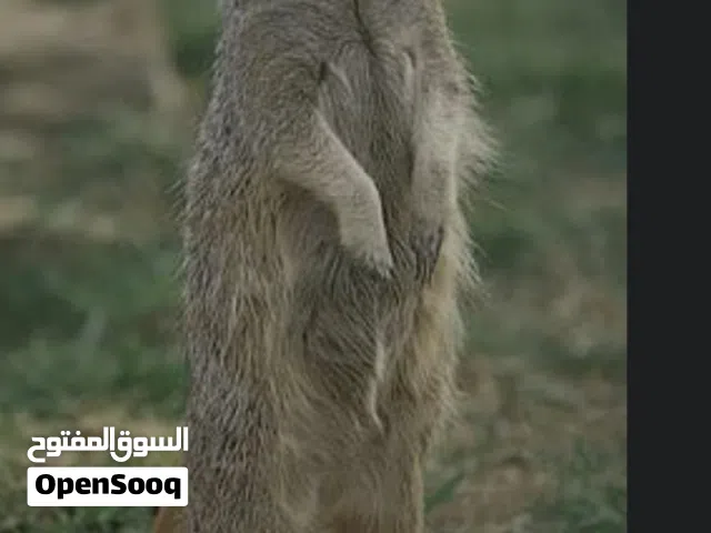 مطلوب ميركات