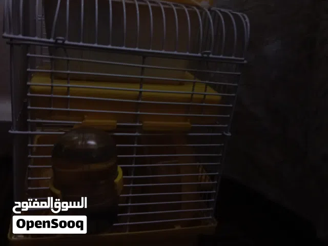 هامستر الماني اليف جدا ولعوب