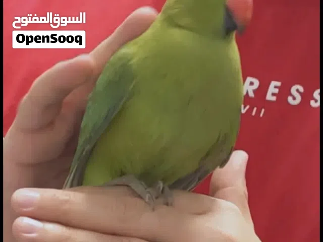 مطلوب فرخ درة مش مفطوم لون اخضر