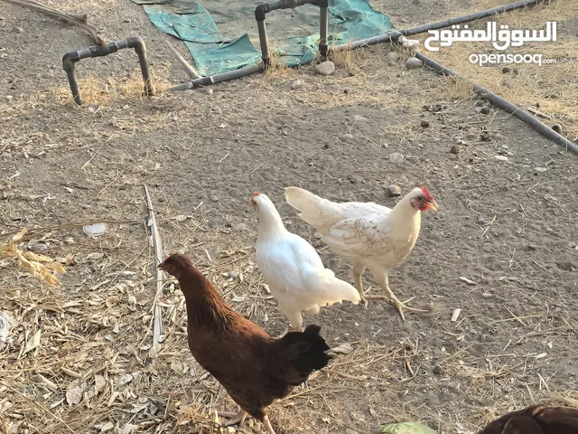 دجاج فرنسي عسلي للبيع